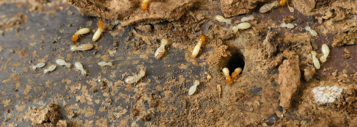 Termite Management